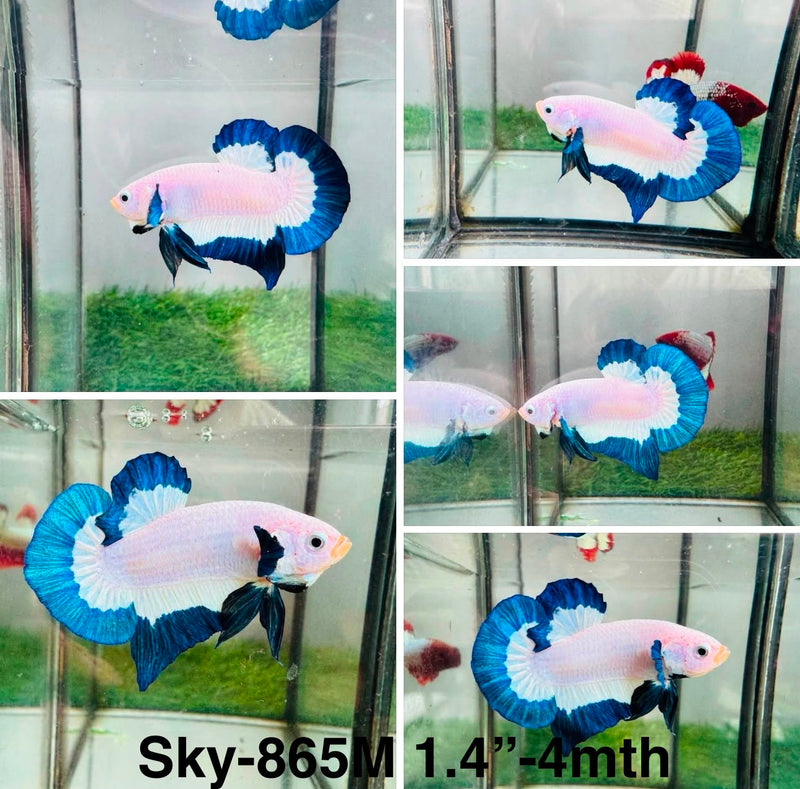 Live Male Betta Blue rim Marble Plakat (Sky-865) High quality What you see What you get!!