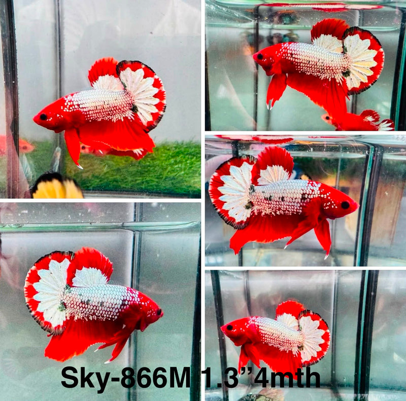 Live Male Betta Red Copper Hellboy Startail Plakat (Sky-866) High quality What you see What you get!!