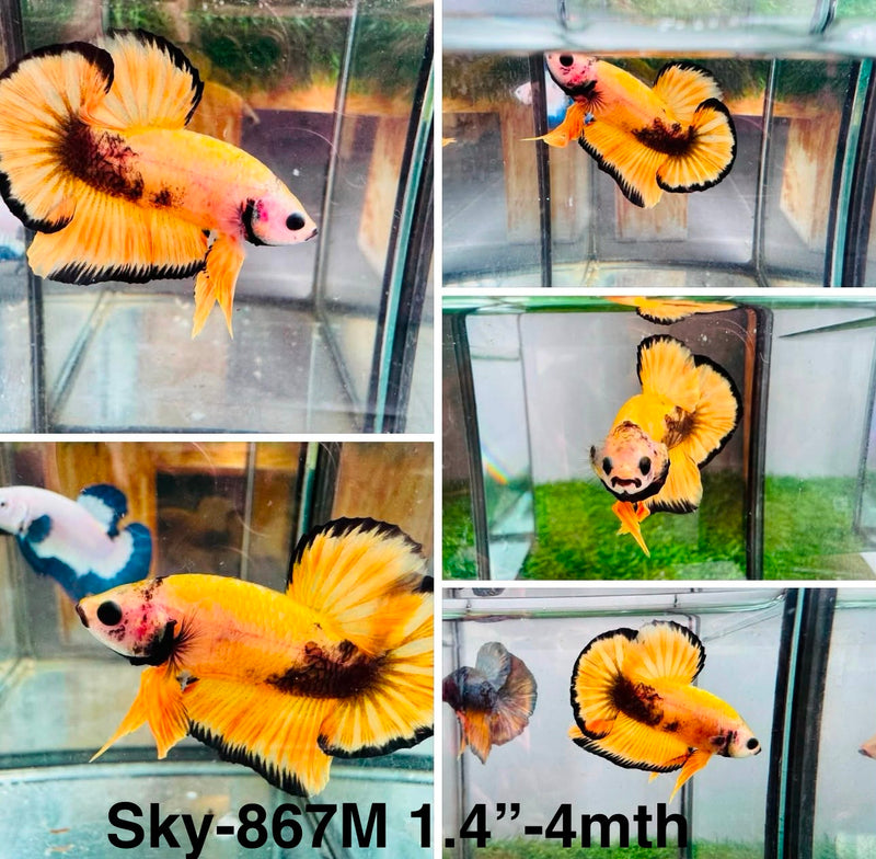 Live Male Betta Fancy Yellow Hellboy Plakat (Sky-867) High quality What you see What you get!!
