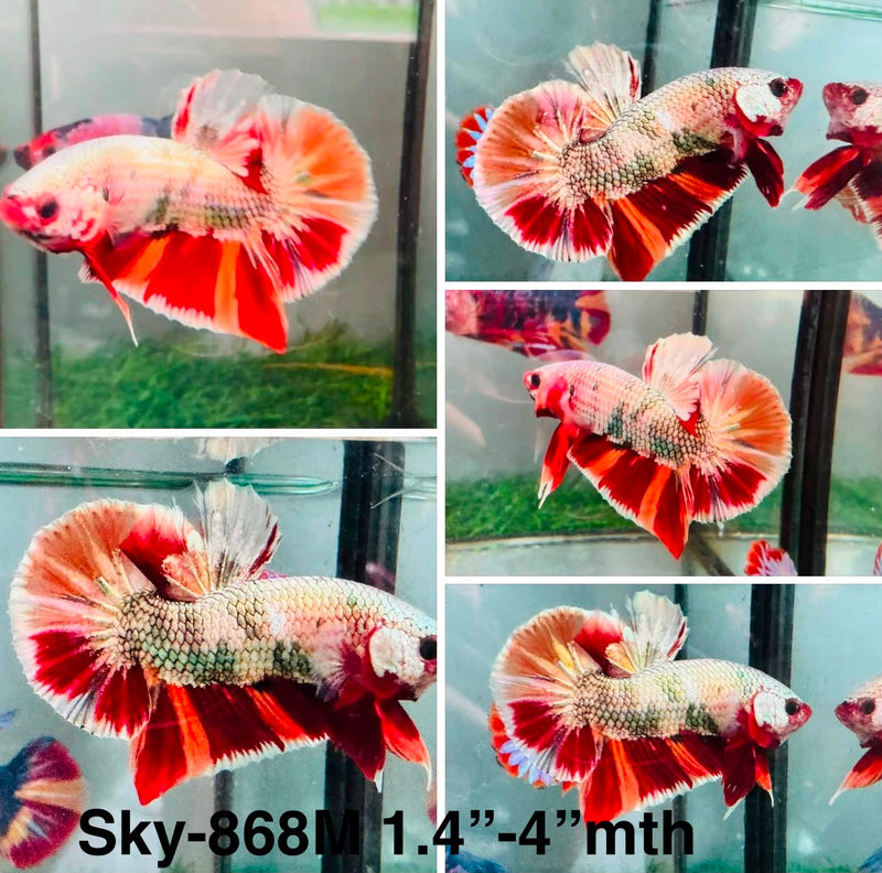 Live Male Betta Copper Nemo Plakat (Sky-868) High quality What you see What you get!!