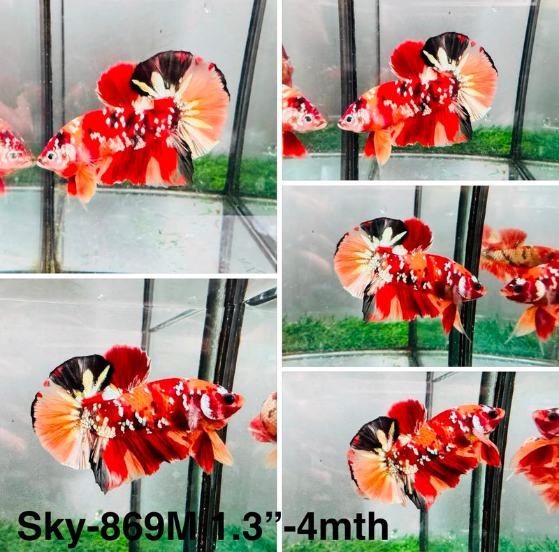 Live Male Betta Galaxy Nemo Plakat (Sky-869) High quality What you see What you get!!