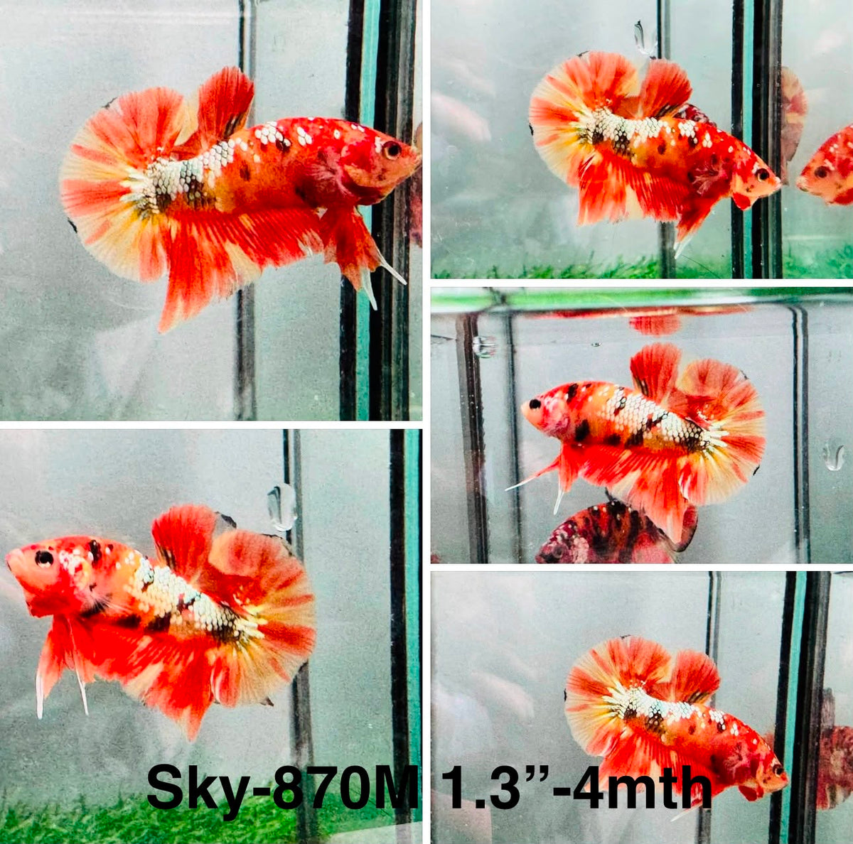 Live Male Betta Galaxy Nemo Plakat (Sky-870)S252✔️ High quality What you see What you get!!