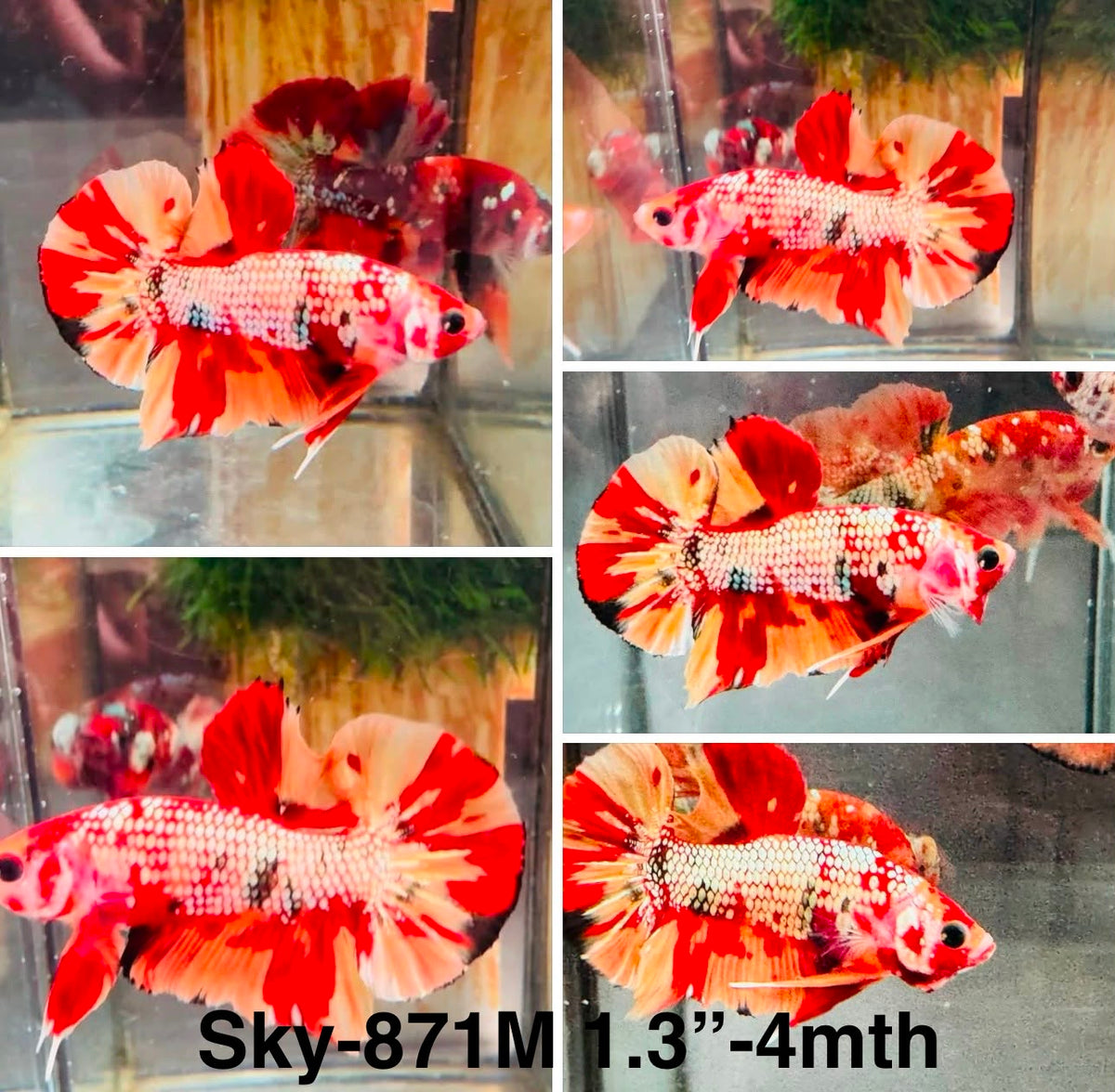 Live Male Betta Candy Koi Plakat (Sky-871)S175✔️ High quality What you see What you get!!