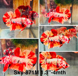 Live Male Betta Candy Koi Plakat (Sky-871) High quality What you see What you get!!