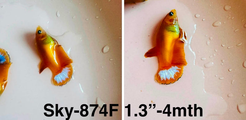 Live Female Betta Fancy Yellow Hellboy Startail Plakat (Sky-874)S036✔️ High quality what you see what you get!!