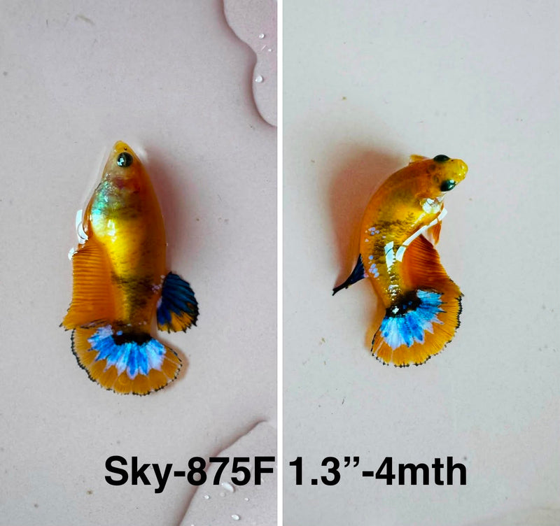 Live Female Betta Fancy Yellow Hellboy Startail Plakat (Sky-875)S325✔️ High quality what you see what you get!!