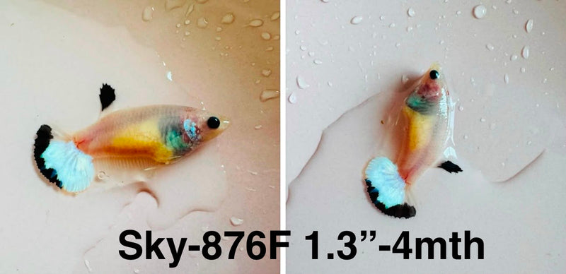Live Female Betta Fancy Light colors Plakat (Sky-876)S327✔️ High quality what you see what you get!!