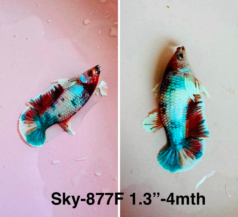 Live Female Betta Fancy Marble Plakat (Sky-877)S255✔️ High quality what you see what you get!!