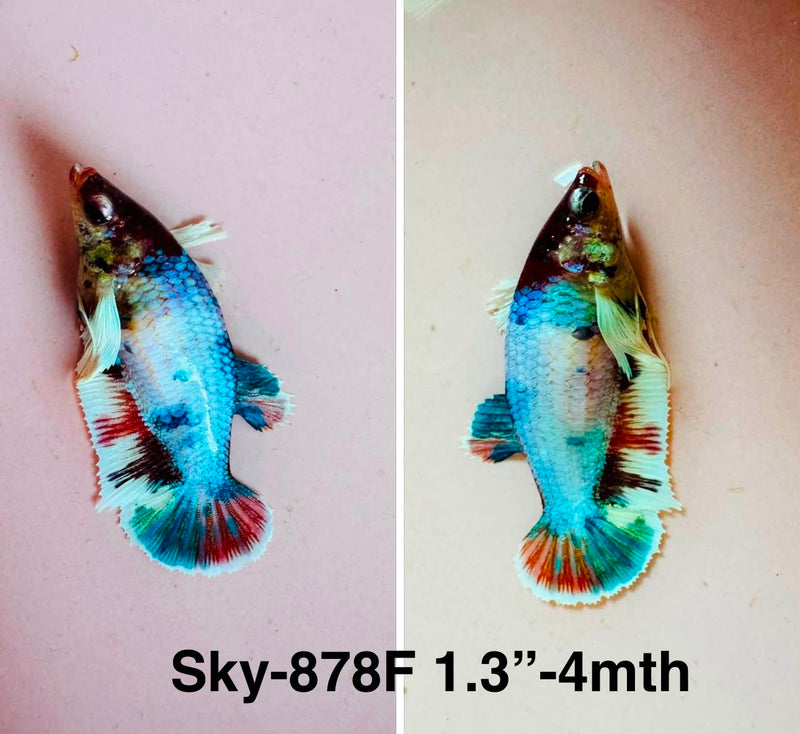 Live Female Betta Fancy Marble Dumbo Plakat (Sky-878)S258✔️ High quality what you see what you get!!