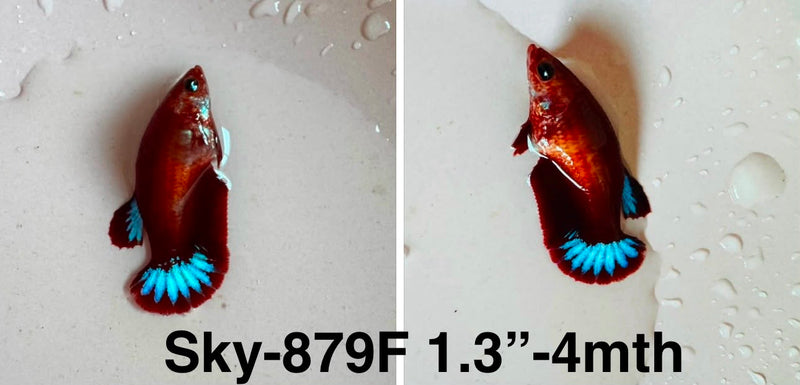 Live Female Betta Fancy Red Hellboy Startail Plakat (Sky-879)CUP High quality what you see what you get!!