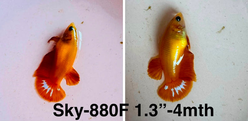 Live Female Betta Fancy Yellow Hellboy Startail Plakat (Sky-880)S042✔️ High quality what you see what you get!!