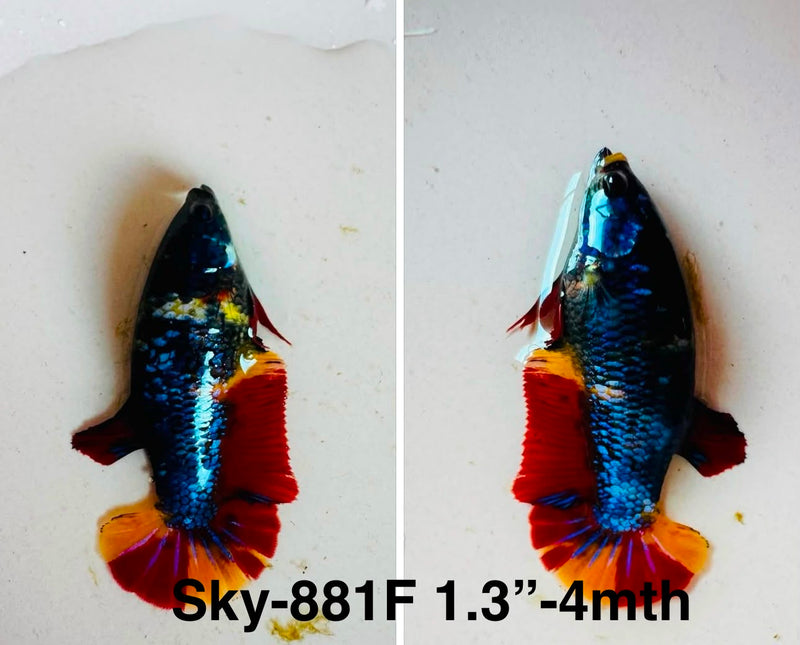 Live Female Betta Nemo Emerald Plakat (Sky-881)S039✔️ High quality what you see what you get!!