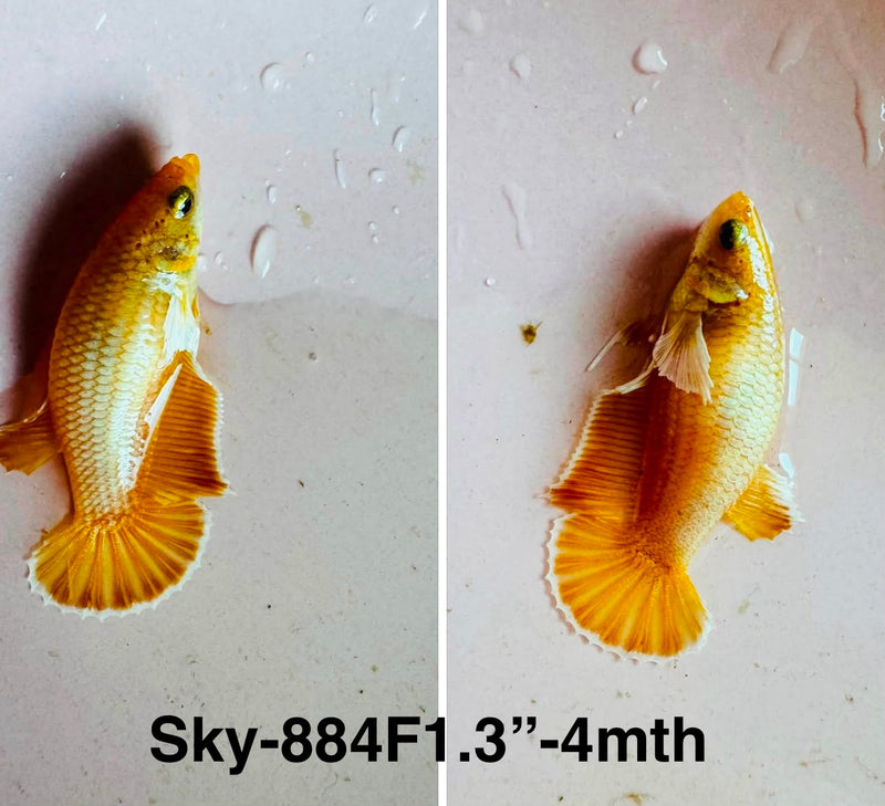 Live Female Betta Yellow Gold Dumbo big ear Plakat (Sky-884)S264✔️ High quality what you see what you get!!