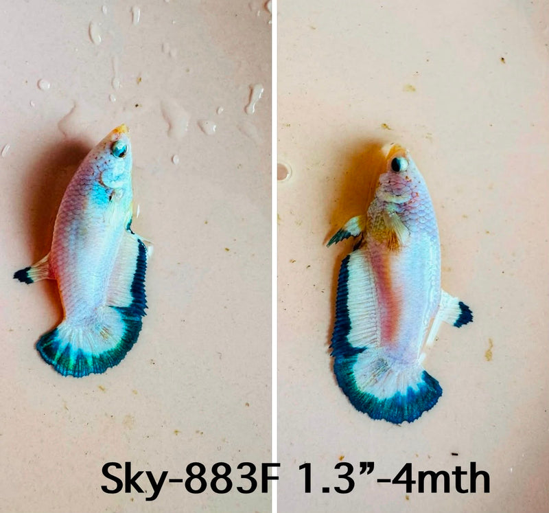 Live Female Betta Green rim Marble Plakat (Sky-883)S262✔️ High quality what you see what you get!!
