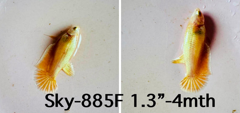 Live Female Betta Fancy Yellow Gold Plakat (Sky-885)S188✔️ High quality what you see what you get!!