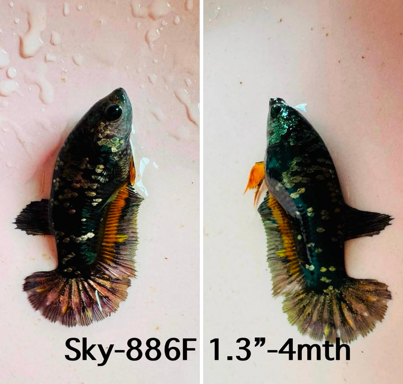Live Female Betta Black Copper Galaxy Plakat (Sky-886)CUP High quality what you see what you get!!