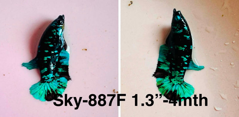 Live Female Betta Green Black Galaxy Avatar Plakat (Sky-887)CUP High quality what you see what you get!!