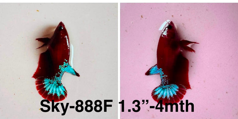 Live Female Betta Fancy Red Hellboy Startail Plakat (Sky-888)S181✔️ High quality what you see what you get!!