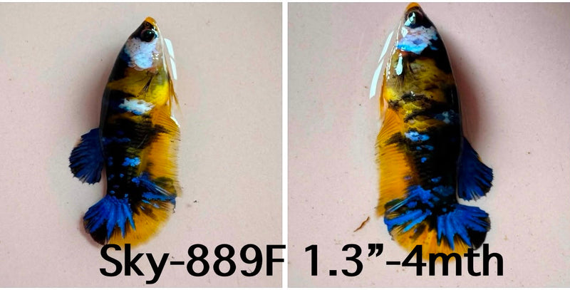 Live Female Betta Yellow Galaxy Koi Plakat (Sky-889)S120✔️ High quality what you see what you get!!
