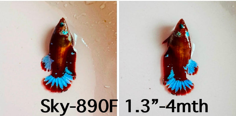 Live Female Betta Fancy Red Hellboy Startail Plakat (Sky-890)S043✔️ High quality what you see what you get!!