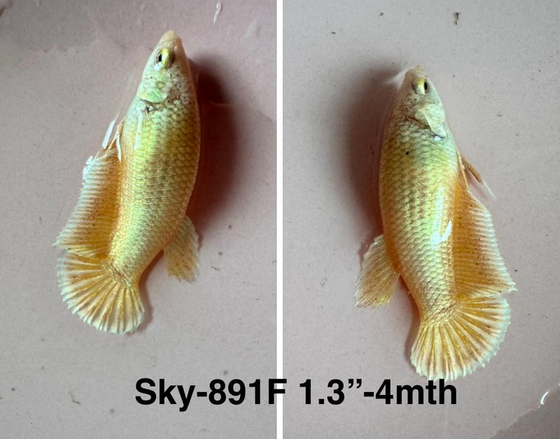 Live Female Betta Fancy Yellow Gold Plakat (Sky-891)CUP High quality what you see what you get!!