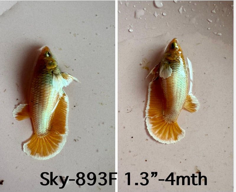 Live Female Betta Fancy Yellow Gold Dumbo big ear Plakat (Sky-893)S339✔️ High quality what you see what you get!!