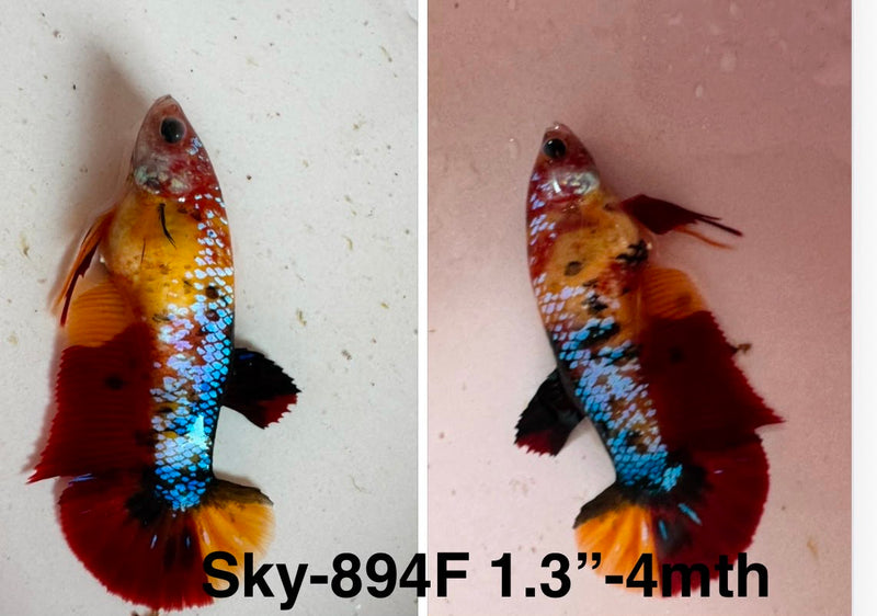 Live Female Betta Galaxy Koi Plakat (Sky-894)S340✔️ High quality what you see what you get!!