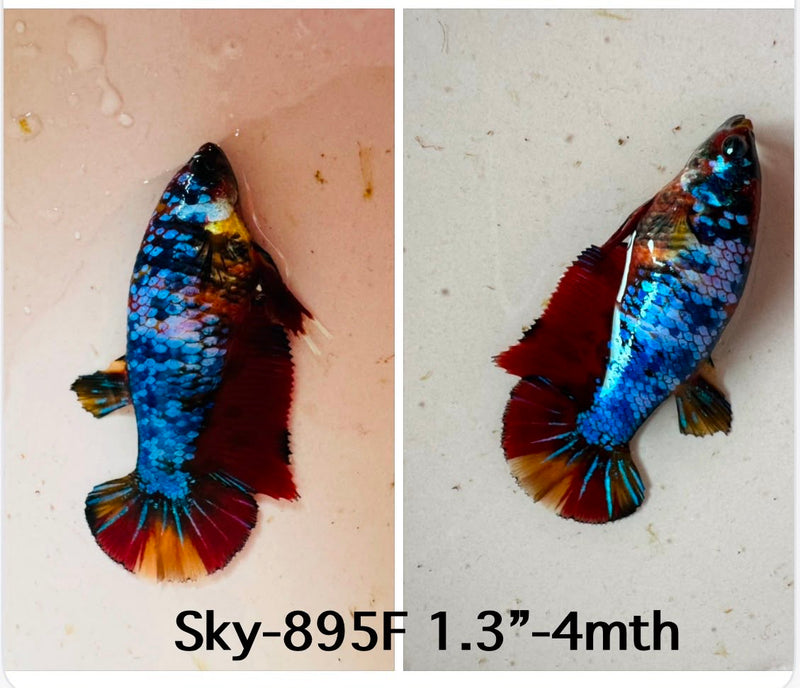 Live Female Betta Galaxy Koi Plakat (Sky-895)S341✔️ High quality what you see what you get!!