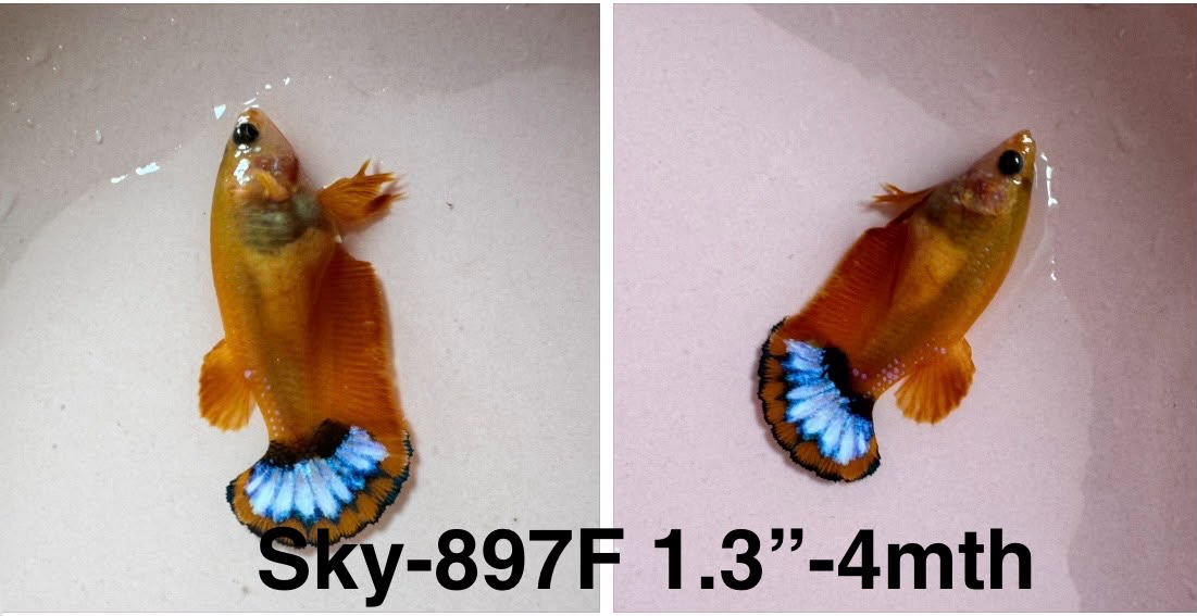 Live Female Betta Fancy Yellow Hellboy Startail Plakat (Sky-897)S266✔️ High quality what you see what you get!!