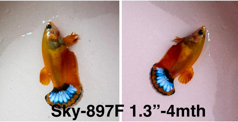 Live Female Betta Fancy Yellow Hellboy Startail Plakat (Sky-897)S266✔️ High quality what you see what you get!!