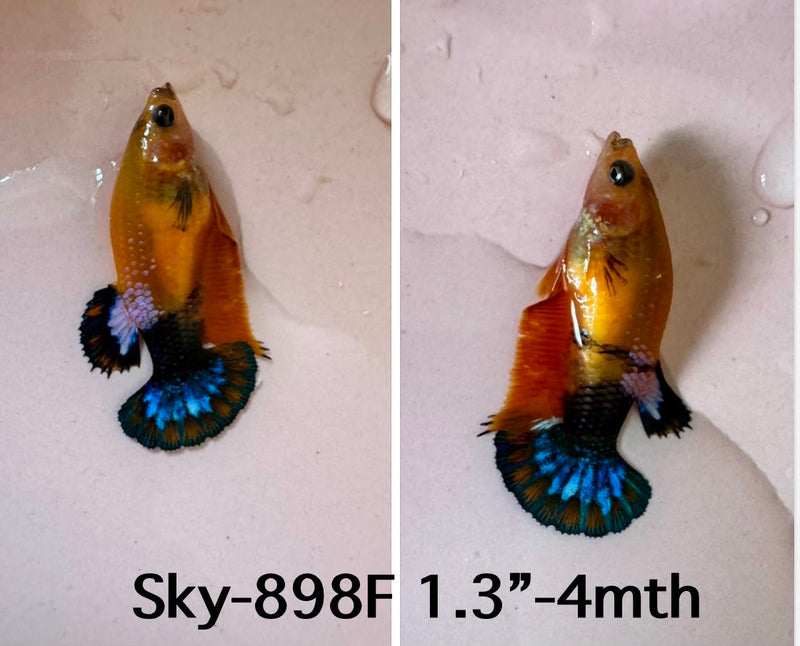Live Female Betta Fancy Yellow Hellboy Plakat (Sky-898)S269✔️ High quality what you see what you get!!