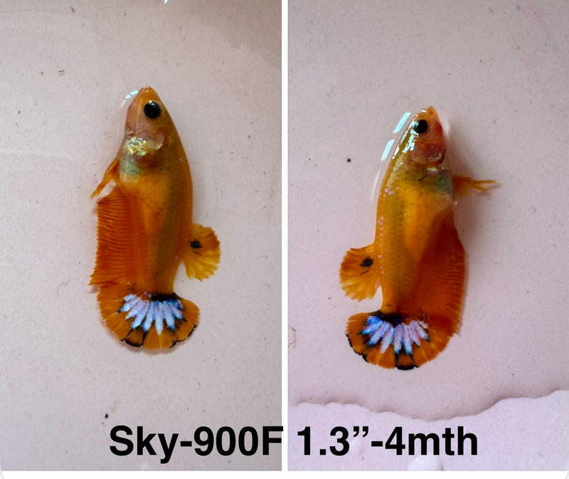 Live Female Betta Fancy Yellow Hellboy Startail Plakat (Sky-900)S267✔️ High quality what you see what you get!!