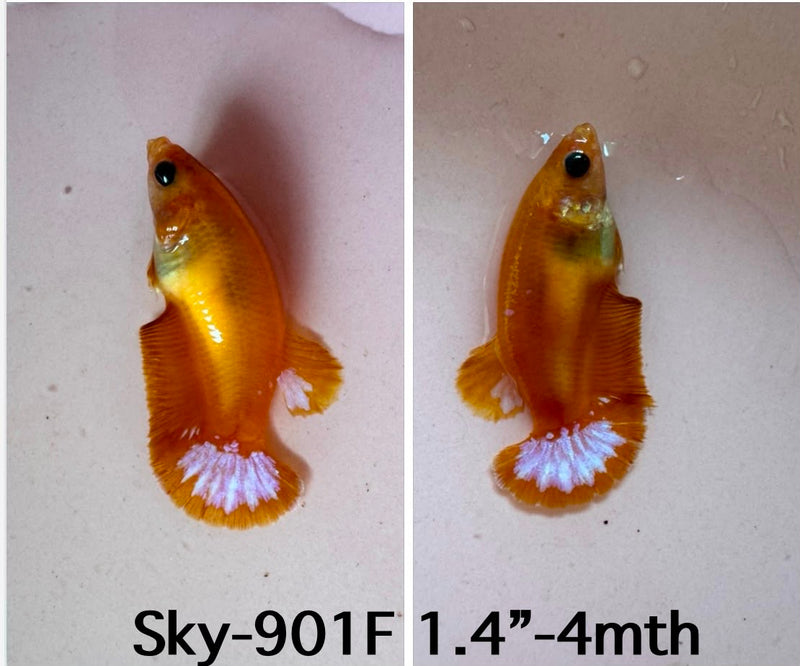 Live Female Betta Fancy Yellow Hellboy Startail Plakat (Sky-901)S194✔️ High quality what you see what you get!!