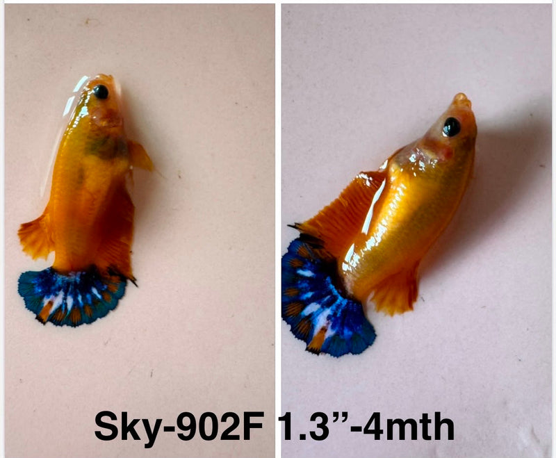 Live Female Betta Fancy Yellow Hellboy Plakat (Sky-902)S196✔️ High quality what you see what you get!!