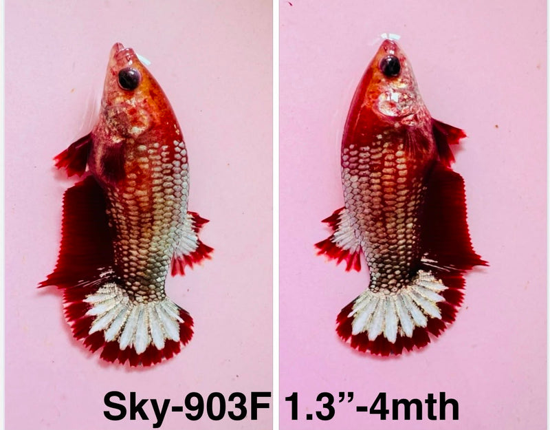 Live Female Betta Fancy Copper Red Hellboy Startail Plakat (Sky-903)S197✔️ High quality what you see what you get!!