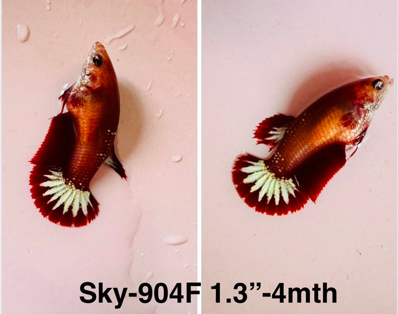 Live Female Betta Fancy Red Hellboy Startail Plakat (Sky-904)S121✔️ High quality what you see what you get!!