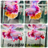 Live Male Betta Purple Pink Lavender Halfmoon Rosetail (Sky-905)CUP High quality What you see What you get!!