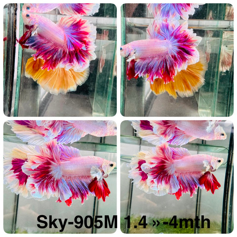 Live Male Betta Purple Pink Lavender Halfmoon Rosetail (Sky-905) High quality What you see What you get!!