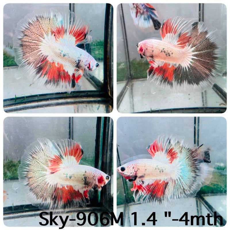 Live Male Betta Fancy Dragon Halfmoon (Sky-906) High quality What you see What you get!!