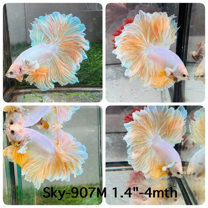 Live Male Betta Fancy Yellow Light Colors Halfmoon Rosetail (Sky-907) High quality What you see What you get!!