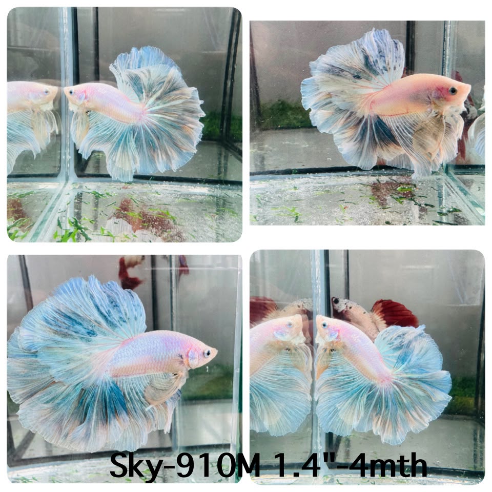 Live Male Betta Fancy Green Pastel Light Colors Halfmoon Rosetail (Sky-910)CUP High quality What you see What you get!!