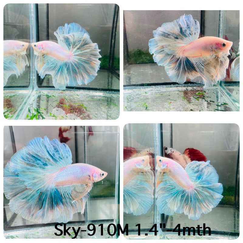 Live Male Betta Fancy Green Pastel Light Colors Halfmoon Rosetail (Sky-910) High quality What you see What you get!!
