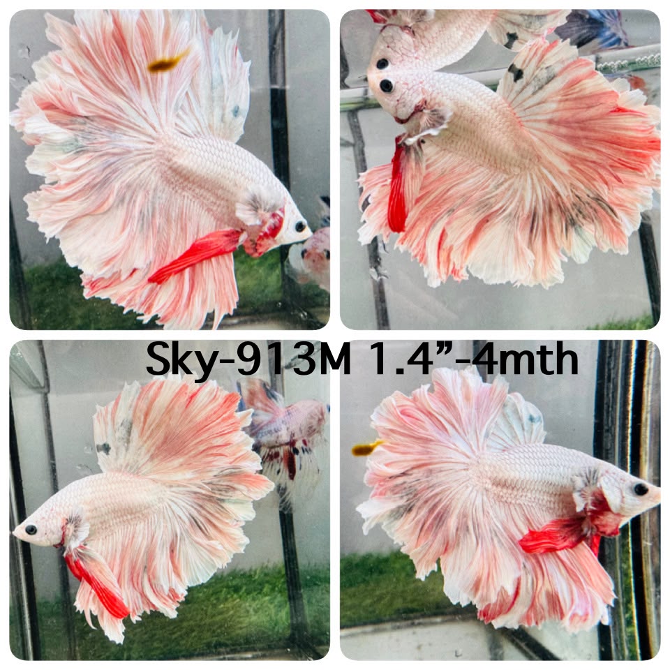 Live Male Betta Fancy Pastel Light Colors Halfmoon Rosetail (Sky-913)CUP High quality What you see What you get!!