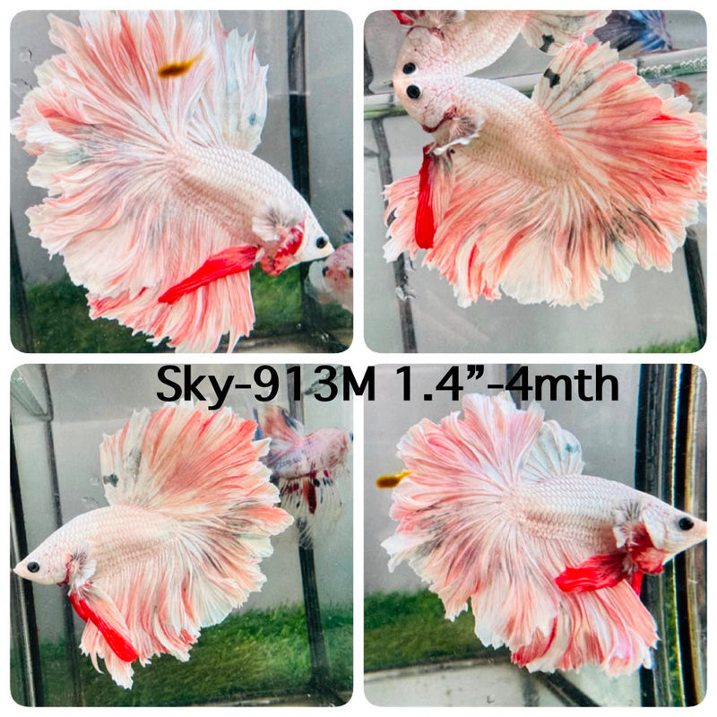 Live Male Betta Fancy Pastel Light Colors Halfmoon Rosetail (Sky-913) High quality What you see What you get!!