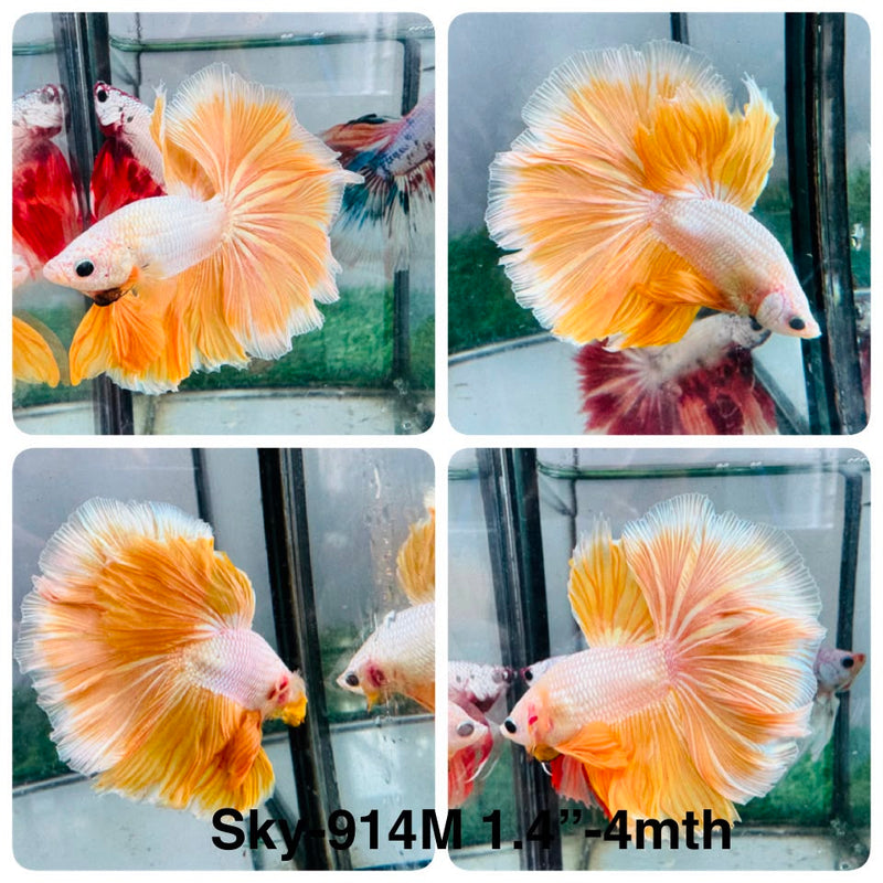 Live Male Betta Yellow Dragon Halfmoon Rosetail (Sky-914) High quality What you see What you get!!