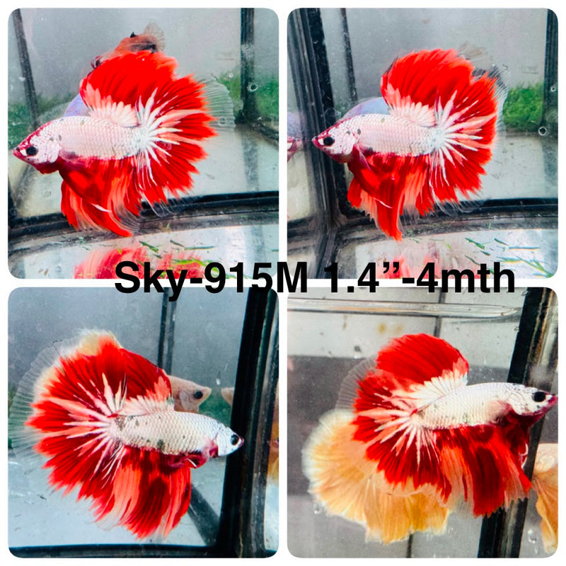 Live Male Betta Fancy Dragon Halfmoon (Sky-915) High quality What you see What you get!!