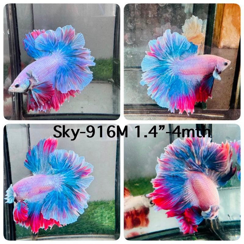 Live Male Betta Fancy Blue Pink Mascot Halfmoon Rosetail (Sky-916) High quality What you see What you get!!