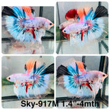 Live Male Betta Fancy Marble Halfmoon (Sky-917)CUP High quality What you see What you get!!