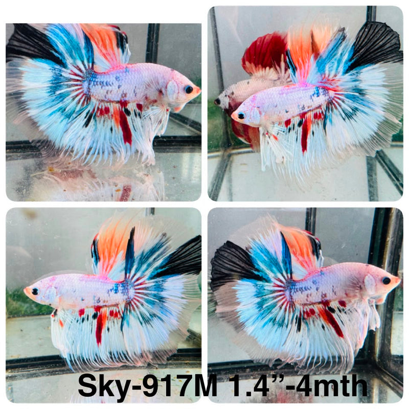 Live Male Betta Fancy Marble Halfmoon (Sky-917) High quality What you see What you get!!