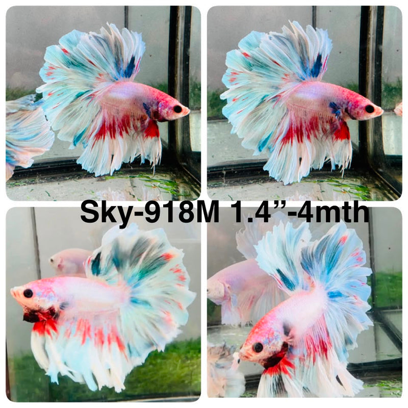 Live Male Betta Fancy Light Pastel colors Halfmoon Rosetail (Sky-918) High quality What you see What you get!!